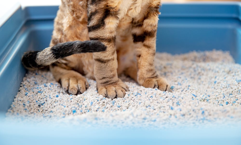 cat litter