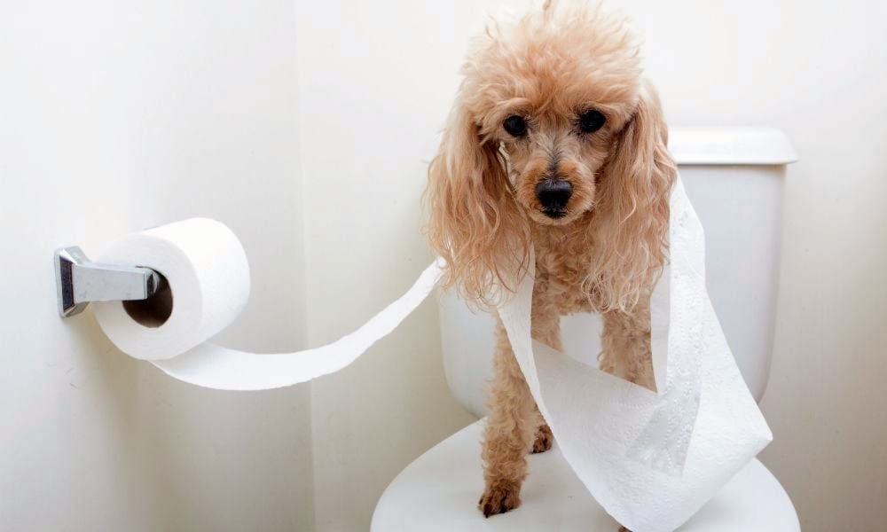 dog sitting on toilet